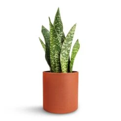 Sansevieria Masoniana Dragon - Snake Plant 14 Sansevieria Masoniana Dragon - Snake Plant -Plant potted plants Sansevieria masoniana Dragon Snake Plant 12x40cm Puk Refined Planter Canyon Orange 15x15cm