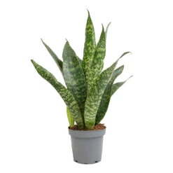 Sansevieria Masoniana Dragon - Snake Plant 13 Sansevieria Masoniana Dragon - Snake Plant -Plant potted plants Sansevieria masoniana Dragon Snake Plant 14x50cm