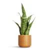 Sansevieria Masoniana Dragon - Snake Plant -Plant potted plants Sansevieria masoniana Dragon Snake Plant 14x50cm Thies Plant Pot Mustard 17x15cm