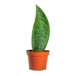 Sansevieria Masoniana Victoria - Shark Fin Snake Plant 27 Sansevieria Masoniana Victoria - Shark Fin Snake Plant -Plant potted plants Sansevieria masoniana Victoria Shark Fin