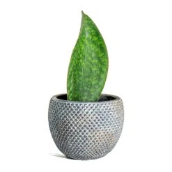 Sansevieria Masoniana Victoria - Shark Fin Snake Plant 30 Sansevieria Masoniana Victoria - Shark Fin Snake Plant -Plant potted plants Sansevieria masoniana Victoria Shark Fin Fay Plant Pot Blue Gold