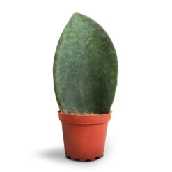 Sansevieria Masoniana Victoria - Shark Fin Snake Plant 35 Sansevieria Masoniana Victoria - Shark Fin Snake Plant -Plant potted plants Sansevieria masoniana Victoria Shark Fin Snake Plant 10x30cm