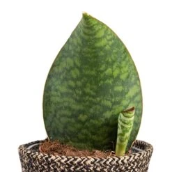 Sansevieria Masoniana Victoria - Shark Fin Snake Plant 29 Sansevieria Masoniana Victoria - Shark Fin Snake Plant -Plant potted plants Sansevieria masoniana Victoria Shark Fin Snake Plant 10x30cm Behind Selin Plant Basket Black Weave 15x12cm a5f8380b f94b 4370 a2b8 25952b2fd065