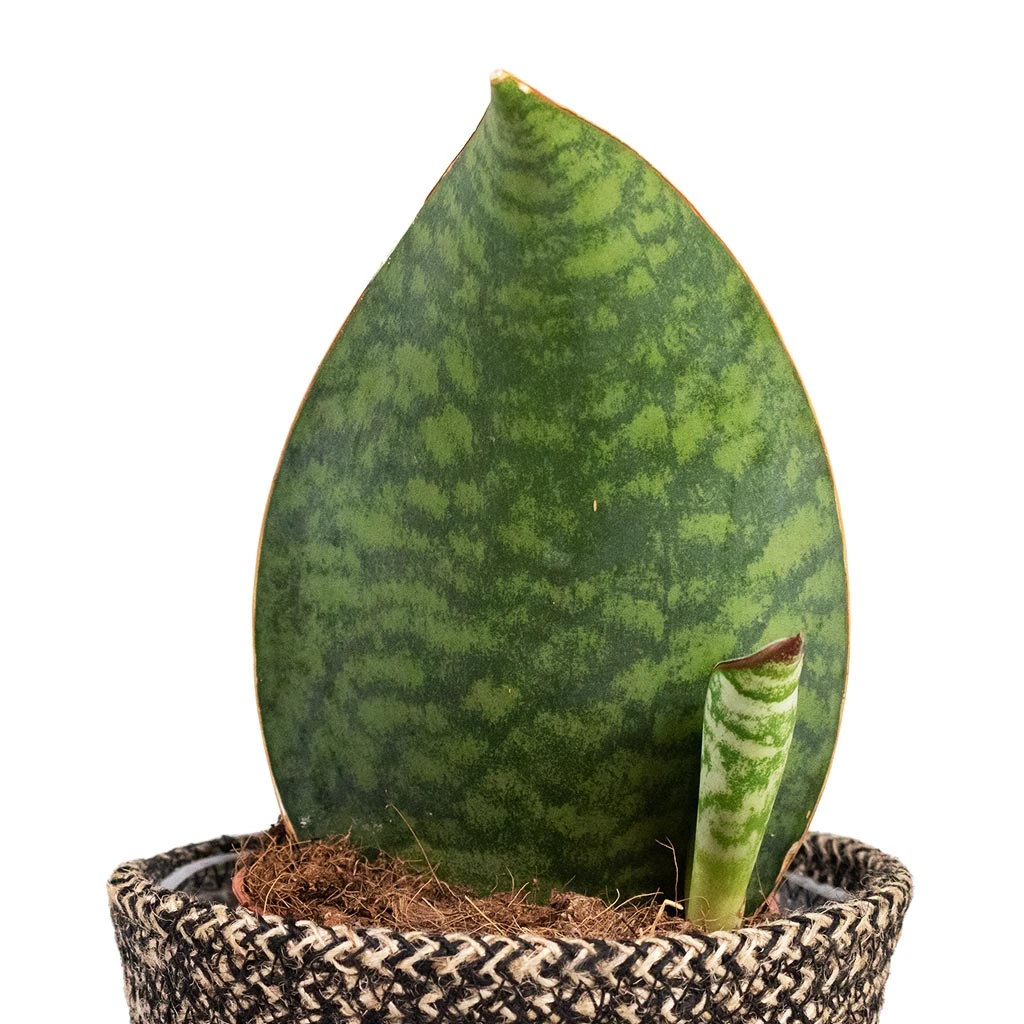 Sansevieria Masoniana Victoria - Shark Fin Snake Plant 11 Sansevieria Masoniana Victoria - Shark Fin Snake Plant - Image 9