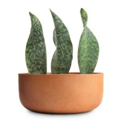 Eav Refined Plant Bowl - Canyon Orange -Plant potted plants Sansevieria masoniana Victoria Shark Fin Snake Plant 10x30cm Eav Refined Plant Bowl Canyon Orange 27x11.5cm