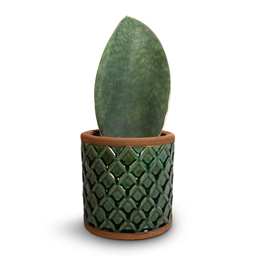 Sansevieria Masoniana Victoria - Shark Fin Snake Plant 16 Sansevieria Masoniana Victoria - Shark Fin Snake Plant - Image 14