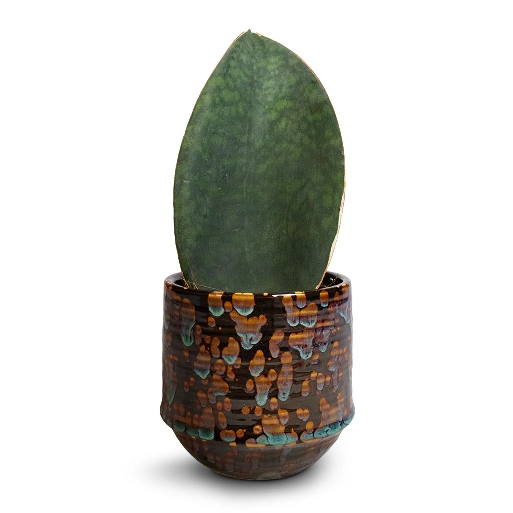 Sansevieria Masoniana Victoria - Shark Fin Snake Plant 10 Sansevieria Masoniana Victoria - Shark Fin Snake Plant - Image 8