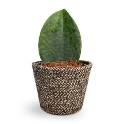 Sansevieria Masoniana Victoria - Shark Fin Snake Plant 25 Sansevieria Masoniana Victoria - Shark Fin Snake Plant -Plant potted plants Sansevieria masoniana Victoria Shark Fin Snake Plant 10x30cm Selin Plant Basket Black Weave 15x12cm 868ed301 5f53 403c bda6 69cf4f56b641