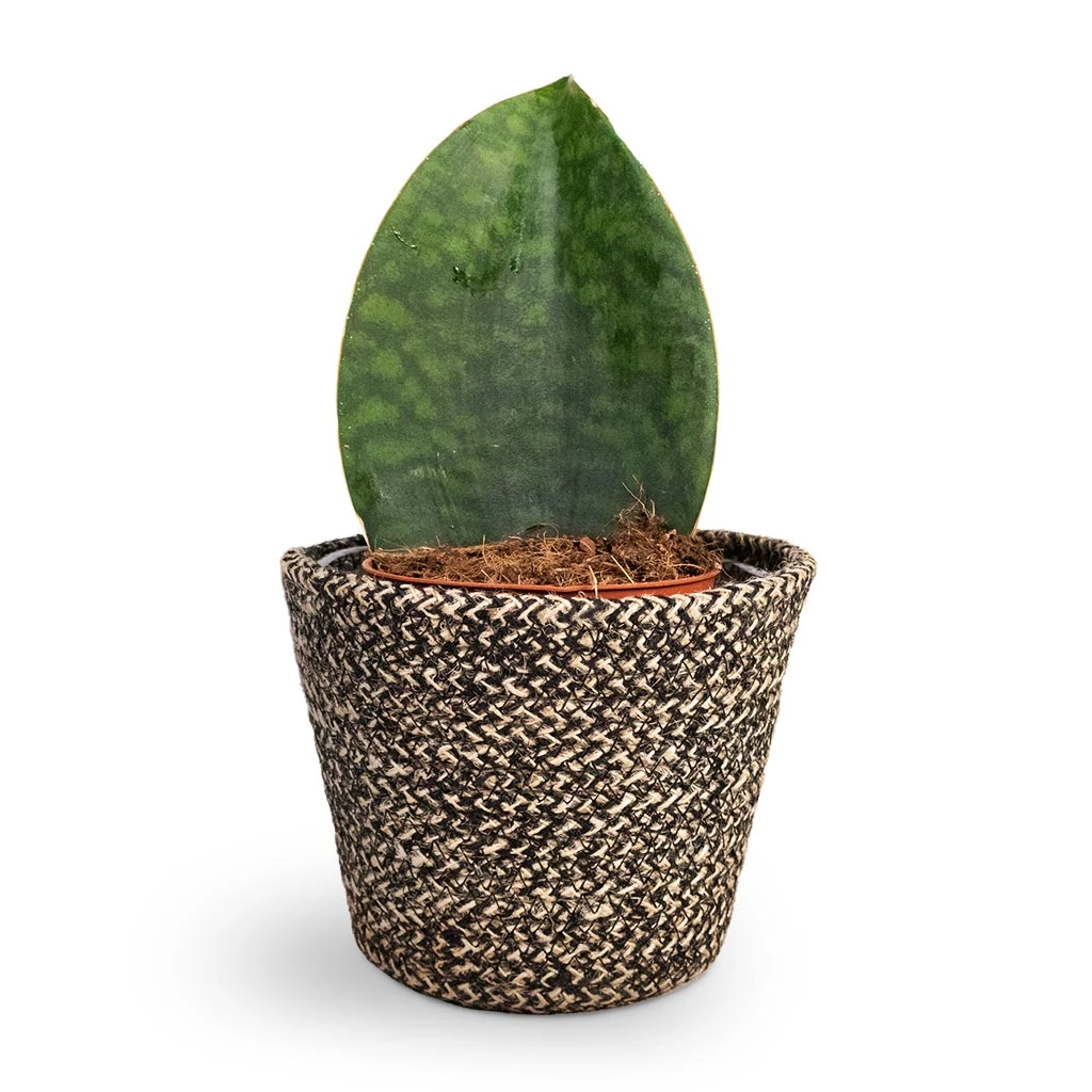 Sansevieria Masoniana Victoria - Shark Fin Snake Plant 7 Sansevieria Masoniana Victoria - Shark Fin Snake Plant - Image 5