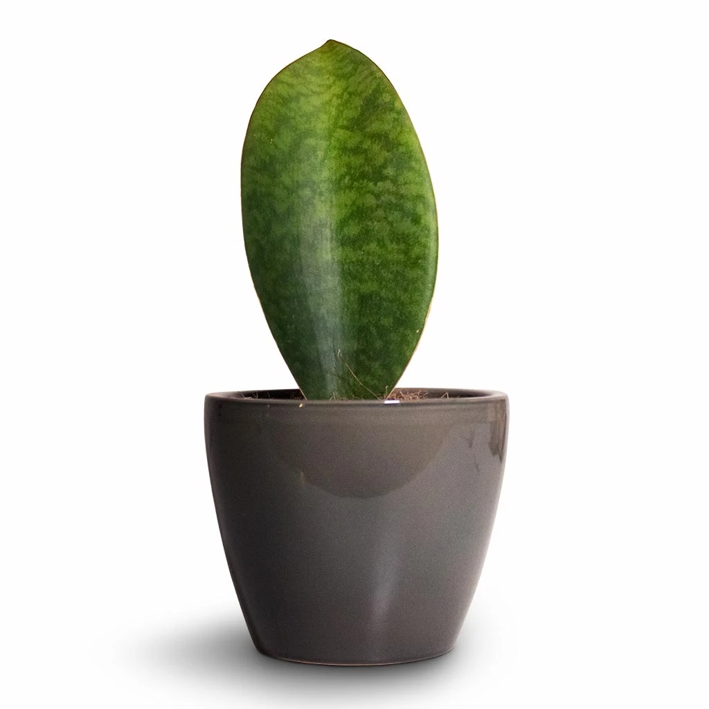 Sansevieria Masoniana Victoria - Shark Fin Snake Plant 15 Sansevieria Masoniana Victoria - Shark Fin Snake Plant - Image 13