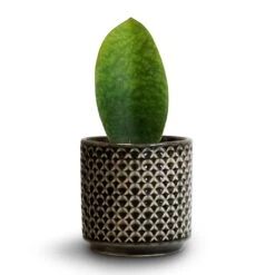Sansevieria Masoniana Victoria - Shark Fin Snake Plant 24 Sansevieria Masoniana Victoria - Shark Fin Snake Plant -Plant potted plants Sansevieria masoniana Victoria Shark Fin Snake Plant 10x30cm Thies Plant Pot Anthracite 13x13cm 52e5ea93 bb8b 4158 b0ac fe7475c00709