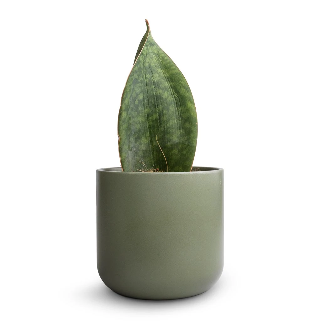 Sansevieria Masoniana Victoria - Shark Fin Snake Plant 8 Sansevieria Masoniana Victoria - Shark Fin Snake Plant - Image 6