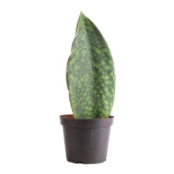 Sansevieria Masoniana Victoria - Shark Fin Snake Plant 31 Sansevieria Masoniana Victoria - Shark Fin Snake Plant -Plant potted plants Sansevieria masoniana Victoria Shark Fin Snake Plant 12x40cm
