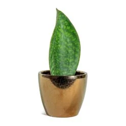 Sansevieria Masoniana Victoria - Shark Fin Snake Plant 37 Sansevieria Masoniana Victoria - Shark Fin Snake Plant -Plant potted plants Sansevieria masoniana Victoria Shark Fin Sven Plant Pot Gold