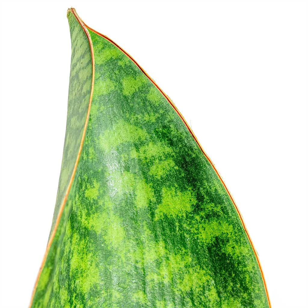Sansevieria Masoniana Victoria - Shark Fin Snake Plant 4 Sansevieria Masoniana Victoria - Shark Fin Snake Plant - Image 2
