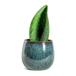 Sansevieria Masoniana Victoria - Shark Fin Snake Plant 32 Sansevieria Masoniana Victoria - Shark Fin Snake Plant -Plant potted plants Sansevieria masoniana Victoria Shark Fin odile petrol plant pot