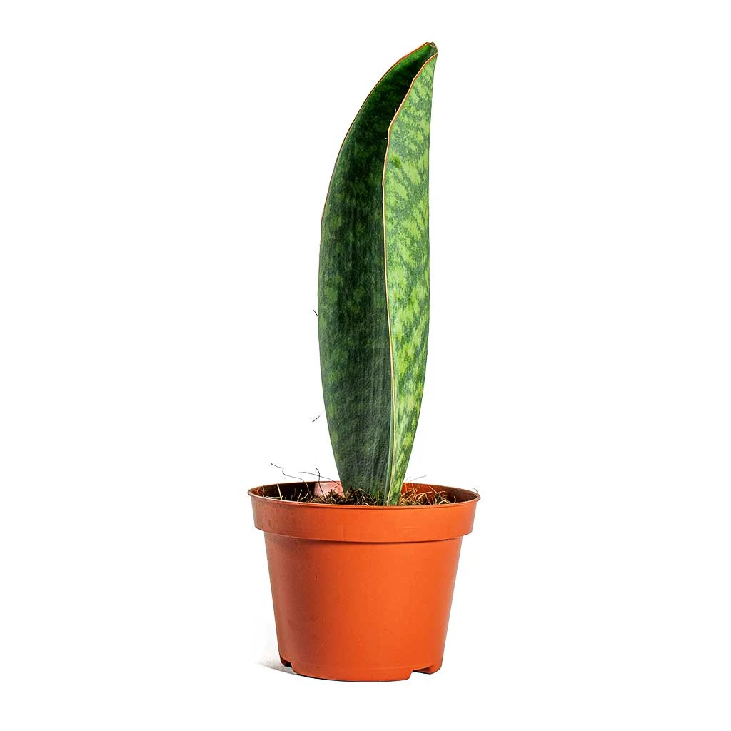 Sansevieria Masoniana Victoria - Shark Fin Snake Plant 20 Sansevieria Masoniana Victoria - Shark Fin Snake Plant - Image 18