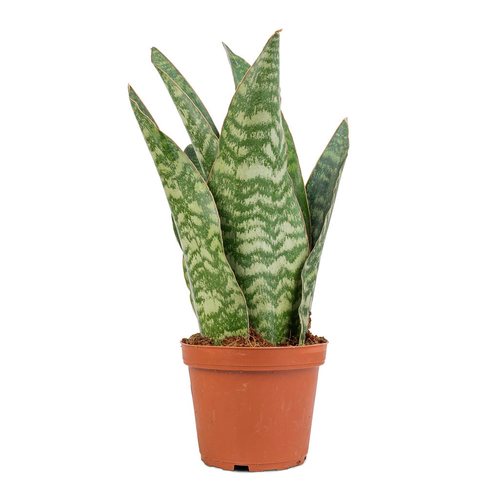 Sansevieria Masoniana Dragon - Snake Plant 5 Sansevieria Masoniana Dragon - Snake Plant - Image 3