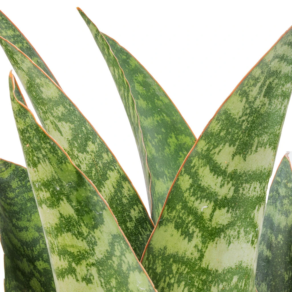 Sansevieria Masoniana Dragon - Snake Plant 4 Sansevieria Masoniana Dragon - Snake Plant - Image 2
