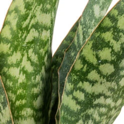 Sansevieria Masoniana Dragon - Snake Plant 12 Sansevieria Masoniana Dragon - Snake Plant -Plant potted plants Sansevieria masoniana Dragon SWATCH