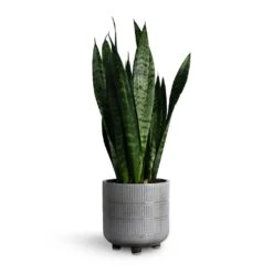 Sansevieria Trifasciata Black Coral - Snake Plant -Plant potted plants Sansevieria trifasciata Black Coral Snake Plant 14x50cm Denise Plant Pot Of White 17x17cm