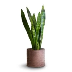 Hera Plant Pot - Purple 16 Hera Plant Pot - Purple -Plant potted plants Sansevieria trifasciata Black Coral Snake Plant 14x50cm Hera Plant Pot Purple 17x16cm