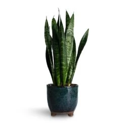 Sansevieria Trifasciata Black Coral - Snake Plant -Plant potted plants Sansevieria trifasciata Black Coral Snake Plant 14x50cm Kaat Plant Pot Petrol 16x16cm