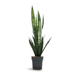 Sansevieria Trifasciata Black Coral - Snake Plant -Plant potted plants Sansevieria trifasciata Black Coral Snake Plant 15x45cm