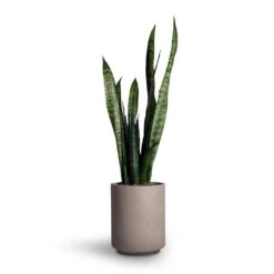 Suzi Plant Pot - Grey Washed 21 Suzi Plant Pot - Grey Washed -Plant potted plants Sansevieria trifasciata Black Coral Snake Plant 15x45cm Suzi Plant Pot Grey Washed 18x21 99133ebc 1cff 43dd b5fe f66d874c9210