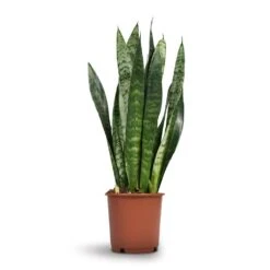 Sansevieria Trifasciata Black Coral - Snake Plant -Plant potted plants Sansevieria trifasciata Black Coral Snake Plant 17x60cm