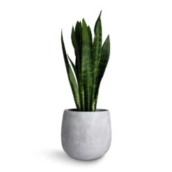 Sansevieria Trifasciata Black Coral - Snake Plant -Plant potted plants Sansevieria trifasciata Black Coral Snake Plant 17x60cm Amber Plant Pot Light Grey 22x21cm 9dc0a28a fda2 4403 a139 a5a473a39546