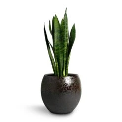 Kae Plant Pot - Mocha -Plant potted plants Sansevieria trifasciata Black Coral Snake Plant 17x60cm Kae Plant Pot Mocha 29x26cm d8f7a923 d1fe 4ec4 8184 b8a5ae452d81