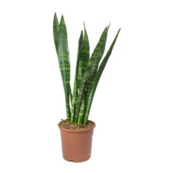 Sansevieria Trifasciata Black Coral - Snake Plant -Plant potted plants Sansevieria trifasciata Black Coral Snake Plant