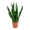 Sansevieria Trifasciata Diamond Flame - Snake Plant 2 Sansevieria Trifasciata Diamond Flame - Snake Plant -Plant potted plants Sansevieria trifasciata Diamond Flame Snake Plant