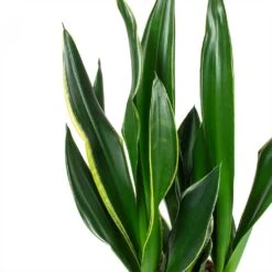 Plant potted plants -Plant potted plants Sansevieria trifasciata Diamond Flame Snake Plant Leaves