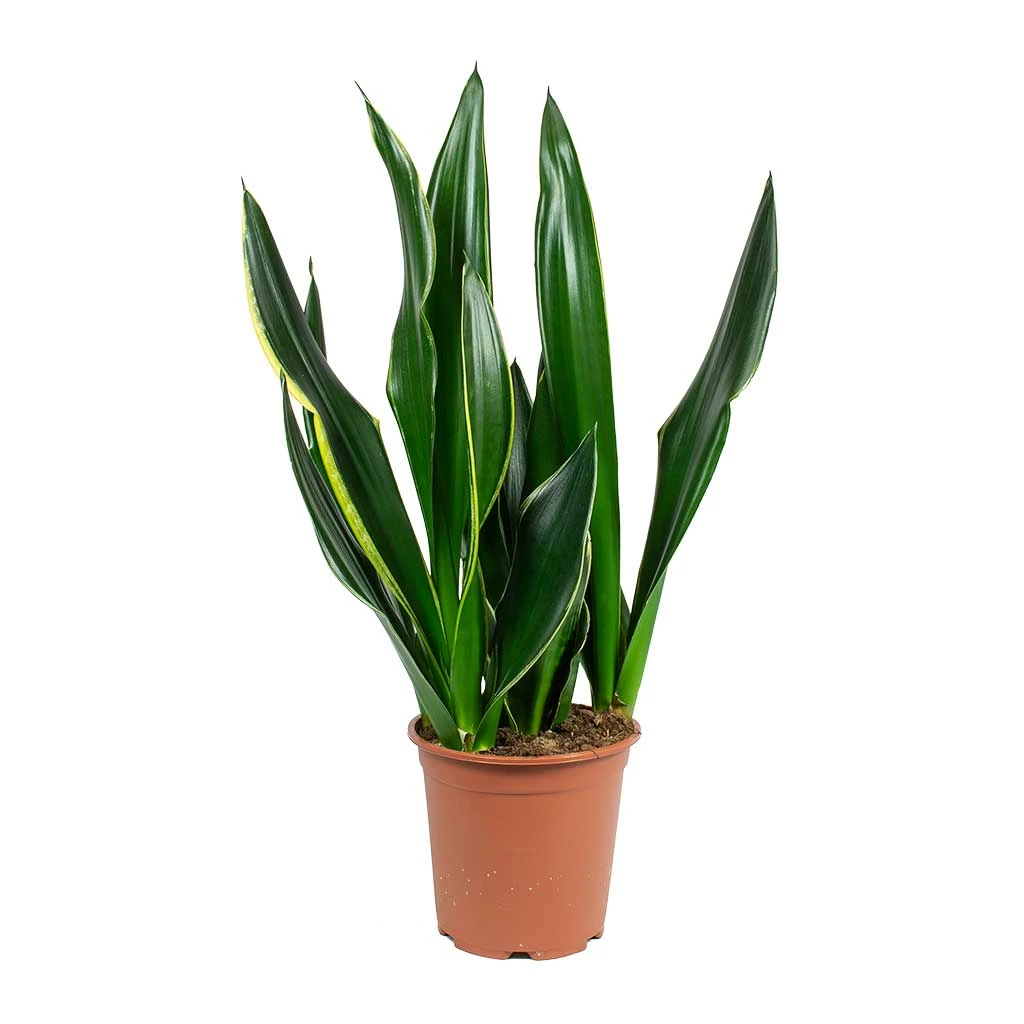 Sansevieria Trifasciata Diamond Flame - Snake Plant 3 Sansevieria Trifasciata Diamond Flame - Snake Plant