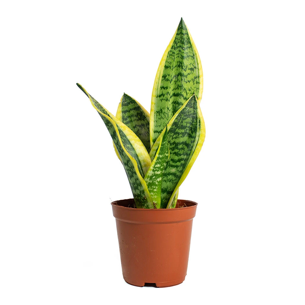 Sansevieria Trifasciata Futura Superba 10 Sansevieria Trifasciata Futura Superba - Image 8