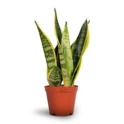 Sansevieria Trifasciata Futura Superba 22 Sansevieria Trifasciata Futura Superba -Plant potted plants Sansevieria trifasciata Futura Superba 12x35cm
