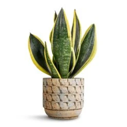 Sansevieria Trifasciata Futura Superba 21 Sansevieria Trifasciata Futura Superba -Plant potted plants Sansevieria trifasciata Futura Superba 12x35cm Jim Plant Pot Shell 14x12cm 7153f1db d509 42f2 bceb 1fc664ead64d