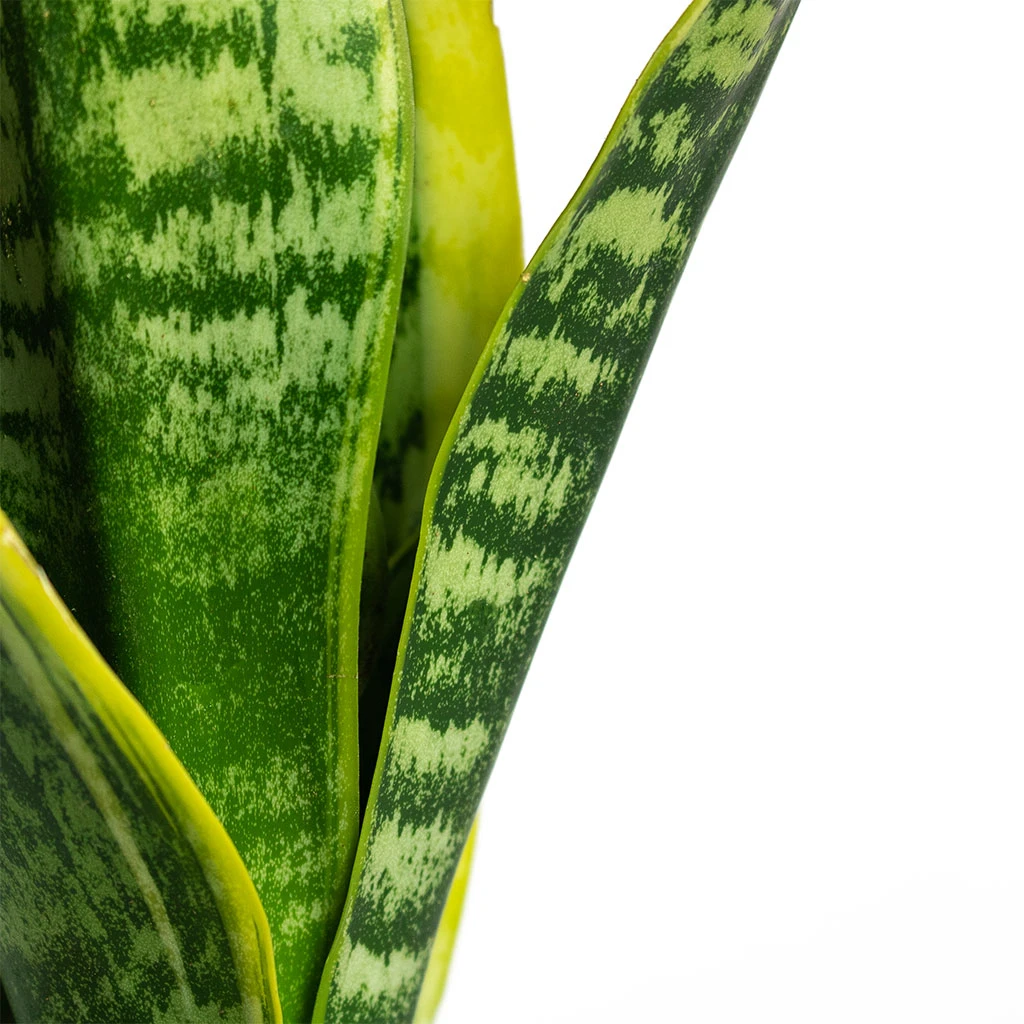 Sansevieria Trifasciata Futura Superba 4 Sansevieria Trifasciata Futura Superba - Image 2