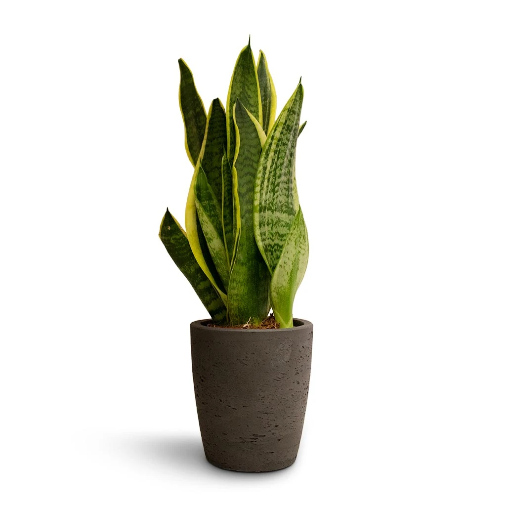 Gerben Plant Pot - Black Washed 12 Gerben Plant Pot - Black Washed - Image 10