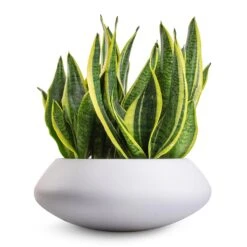 Sansevieria Trifasciata Futura Superba 18 Sansevieria Trifasciata Futura Superba -Plant potted plants Sansevieria trifasciata Futura Superba 9x30cm Tara Essentials Bowl Planter Matt White 31x12cm