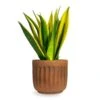 Sansevieria Trifasciata Golden Flame - Snake Plant 2 Sansevieria Trifasciata Golden Flame - Snake Plant -Plant potted plants Sansevieria trifasciata Golden Flame Snake Houseplant Plant Pot Duncan Rust 14x13cm