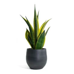 Esra Plant Pot - Graphite -Plant potted plants Sansevieria trifasciata Golden Flame Snake Plant Esra Plant Pot Graphite c482237b 350b 42f5 b8e4 edb0e9426388