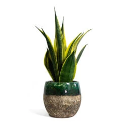 Sansevieria Trifasciata Golden Flame - Snake Plant -Plant potted plants Sansevieria trifasciata Golden Flame Snake Plant Lindy Plant Pot Black Green