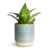 Sansevieria Trifasciata Hahnii - Birds Nest Snake Plant 1 Sansevieria Trifasciata Hahnii - Birds Nest Snake Plant -Plant potted plants Sansevieria trifasciata Hahnii Birds Nest Snake Plant 12x25cm Copenhagen Plant Pot Aqua 13.5x14cm 630bd4c1 d828 443b 84db 9c8b6163b557