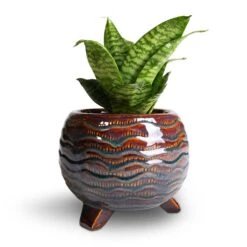Dewi Plant Pot - Marrakesh -Plant potted plants Sansevieria trifasciata Hahnii Birds Nest Snake Plant 12x25cm Dewi Plant Pot Marrakesh 21x16cm 2 8749c06e 22ab 4c64 9b78 c819a371f25b
