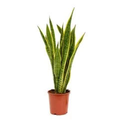 Sansevieria Trifasciata Laurentii - Variegated Snake Plant 29 Sansevieria Trifasciata Laurentii - Variegated Snake Plant -Plant potted plants Sansevieria trifasciata Laurentii 19x65cm