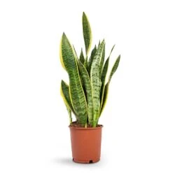 Sansevieria Trifasciata Laurentii - Variegated Snake Plant 24 Sansevieria Trifasciata Laurentii - Variegated Snake Plant -Plant potted plants Sansevieria trifasciata Laurentii Variegated Snake Plant 14x50cm
