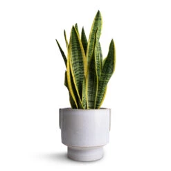 Aries Handles Plant Pot - White -Plant potted plants Sansevieria trifasciata Laurentii Variegated Snake Plant 14x50cm Aries Handles Plant Pot White 19x20cm 3ae6ce30 5dbf 4611 b776 e11115f54376